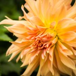 The Bake Shop Flowers